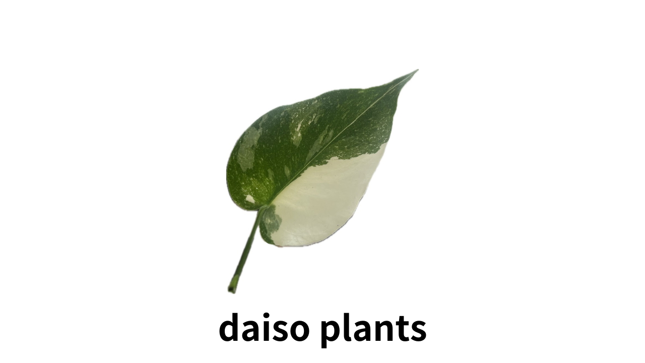 daiso plants